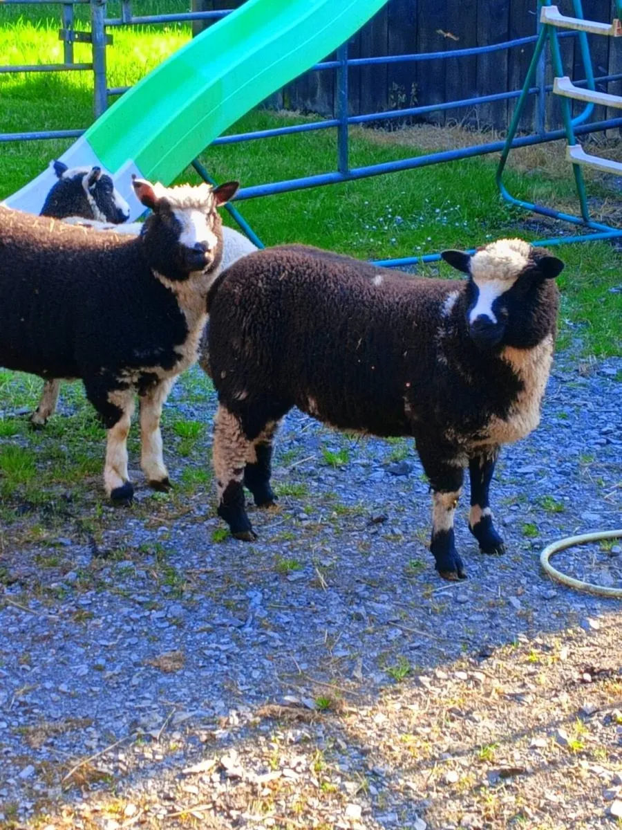 Lambs - Image 1