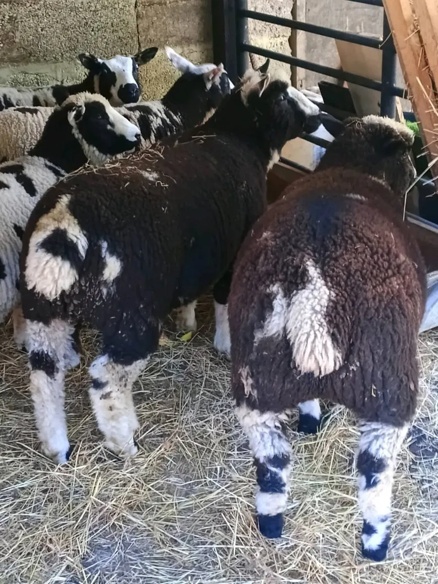 Lambs - Image 2