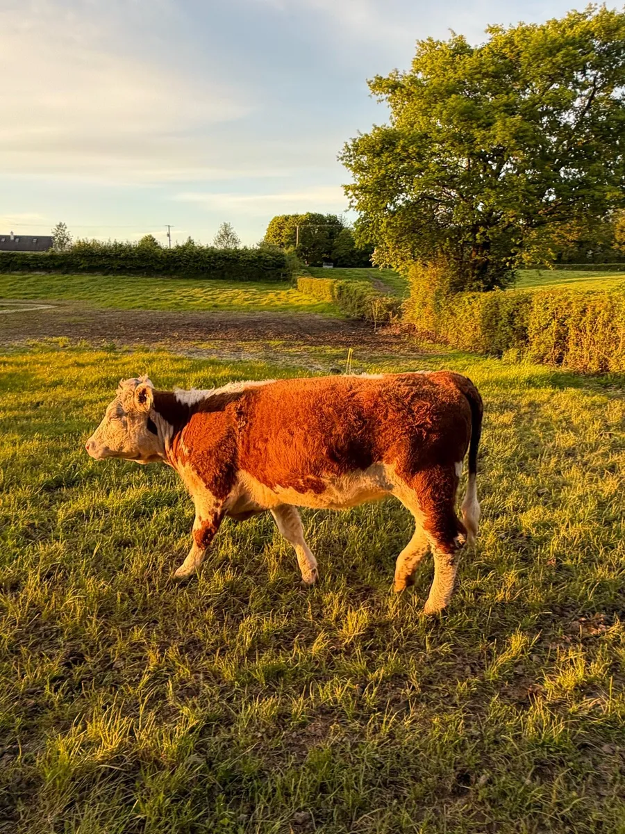 Purebred heifer - Image 1
