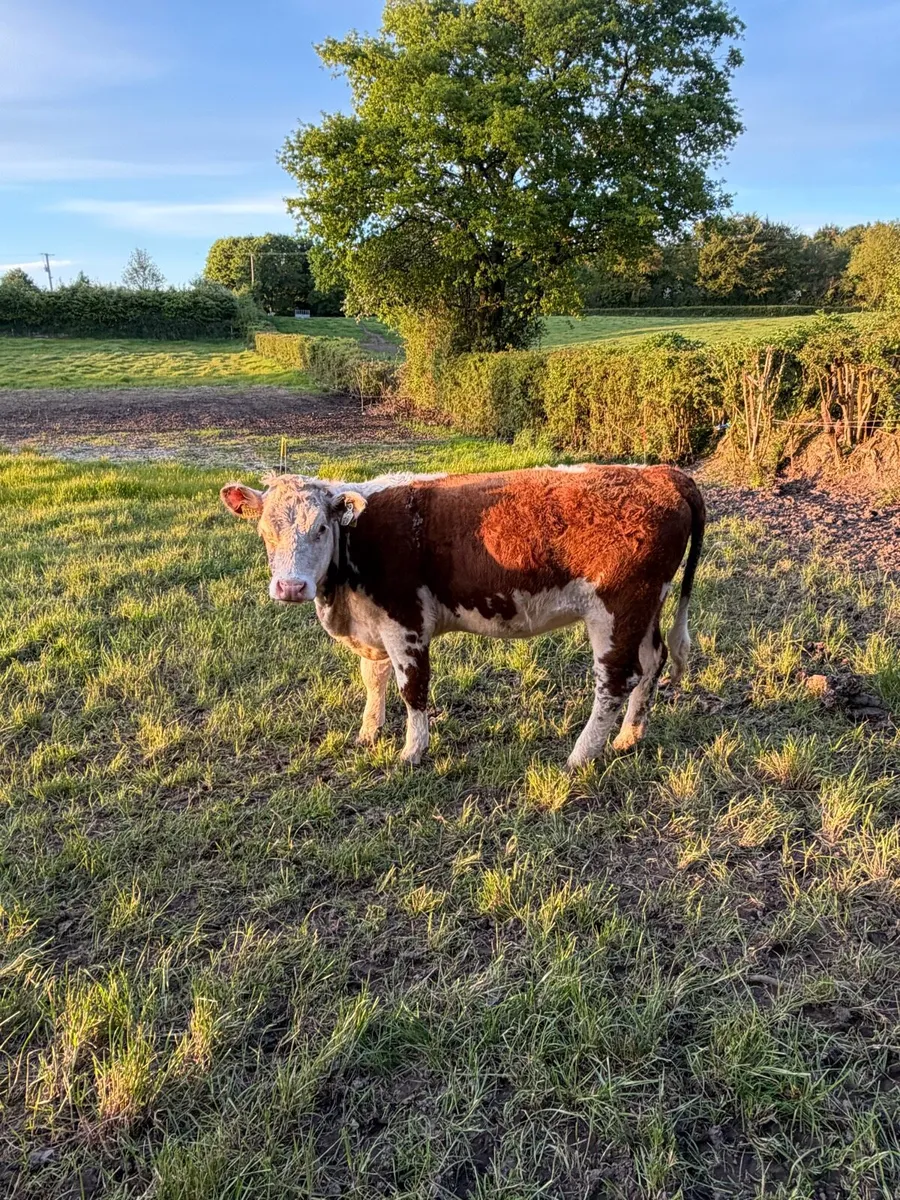 Purebred heifer - Image 2