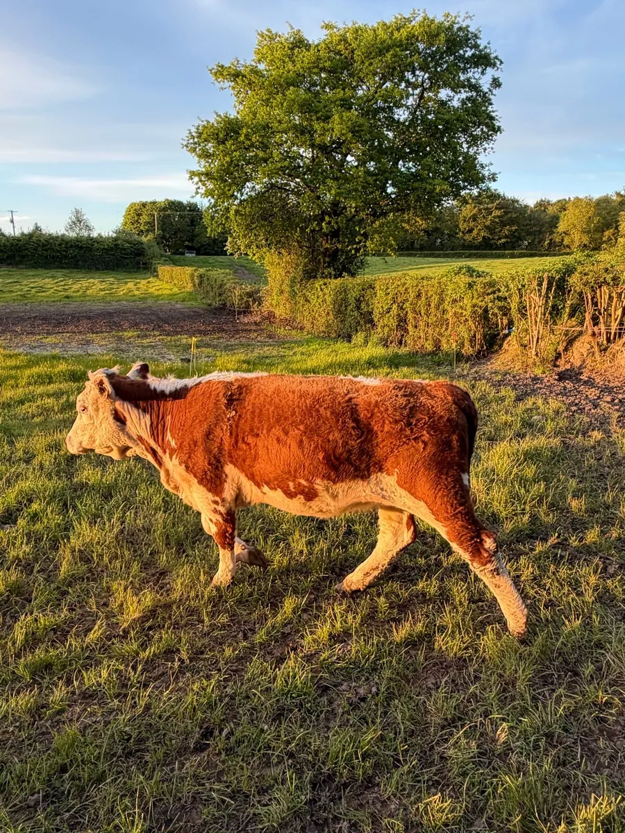 Purebred heifer - Image 3