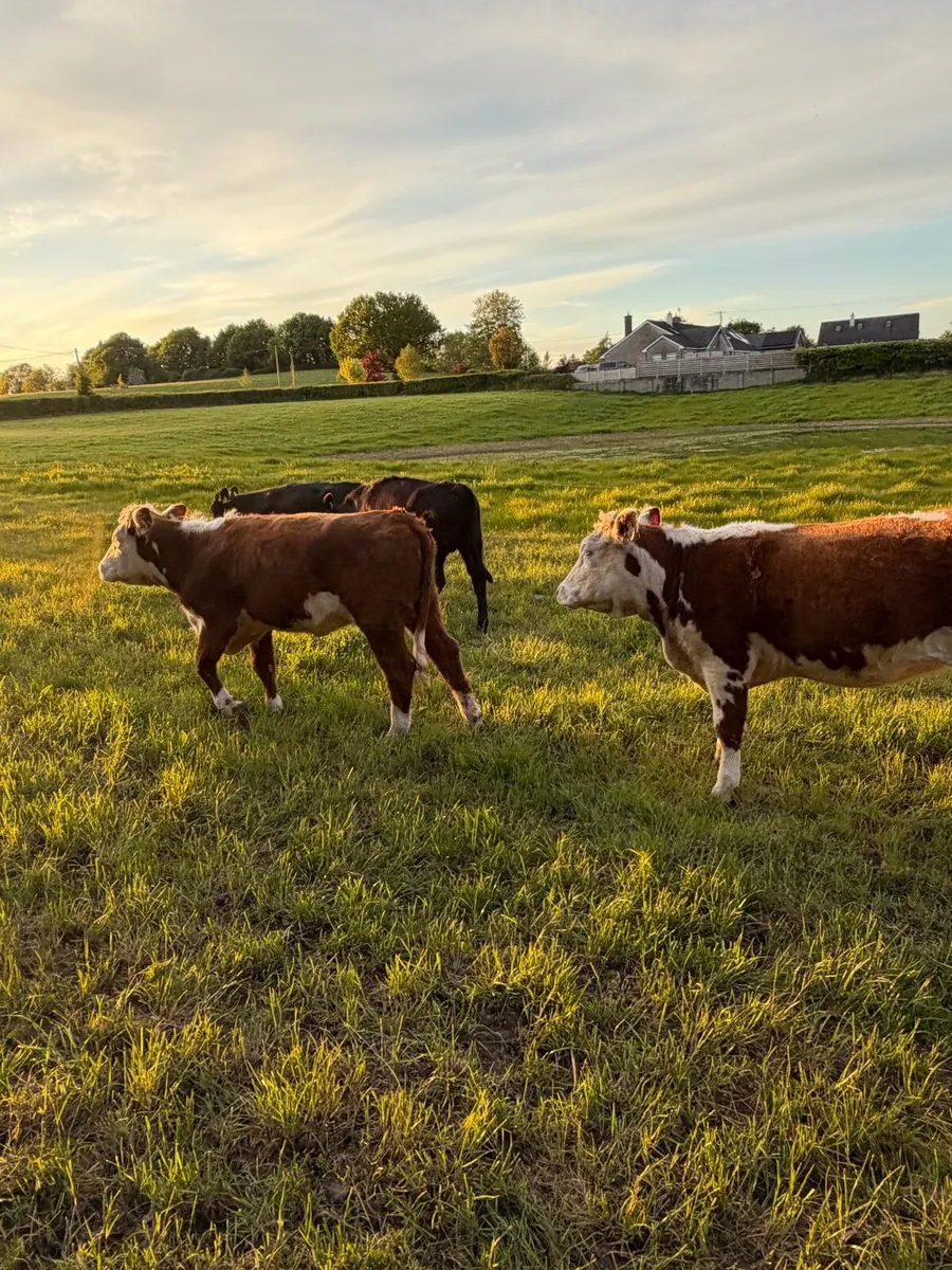 Purebred heifer - Image 4