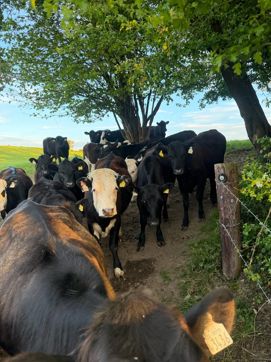 Heifers - Image 3
