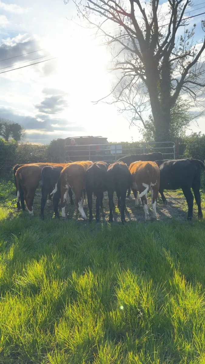 Heifers - Image 4