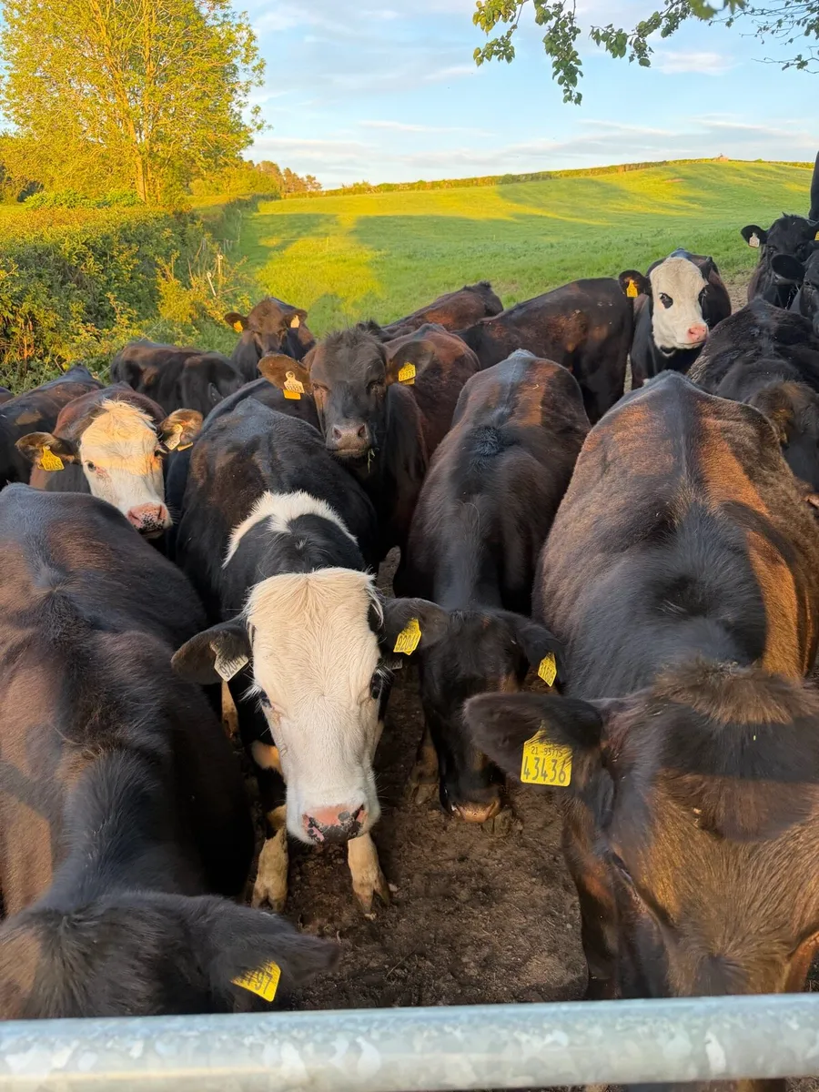 Heifers - Image 1