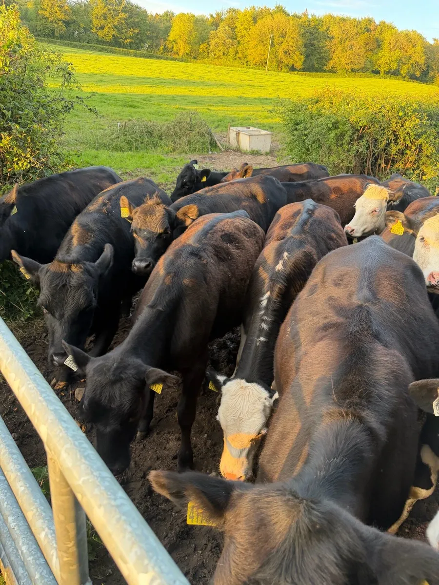 Heifers - Image 2