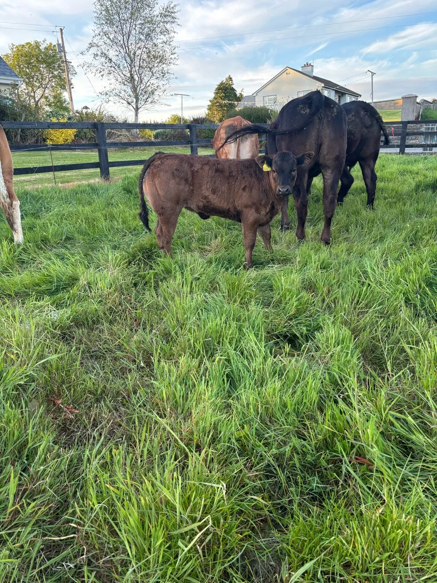 2 First calved heifers - Image 1
