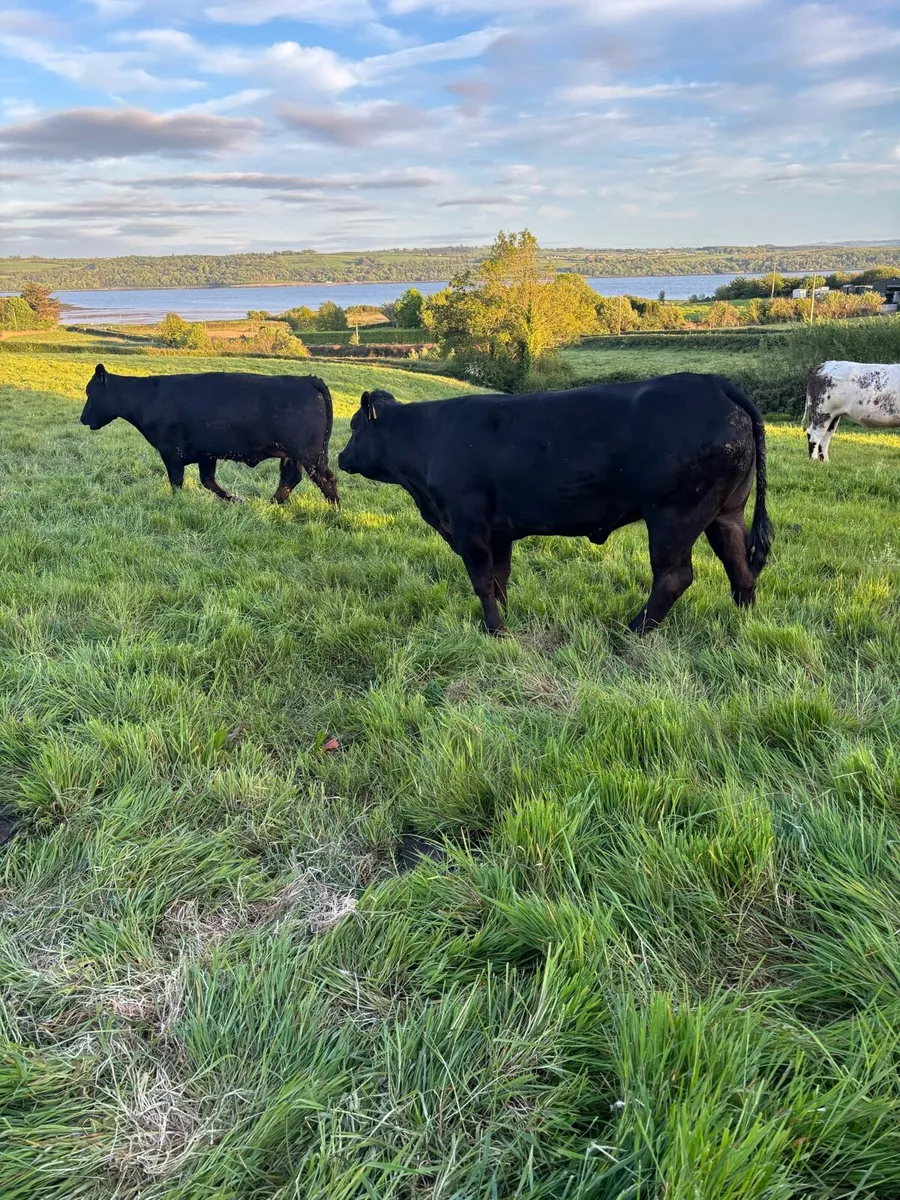 2 First calved heifers - Image 2