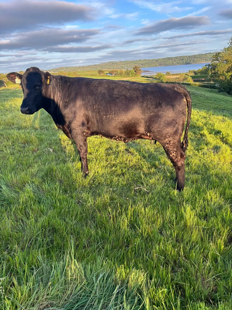 2 First calved heifers - Image 3