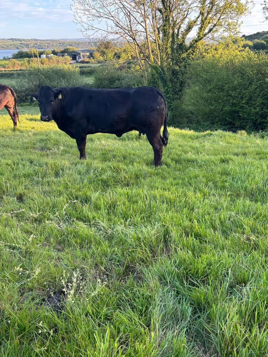 2 First calved heifers - Image 4
