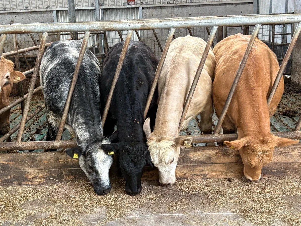 Heifer weanlings - Image 1