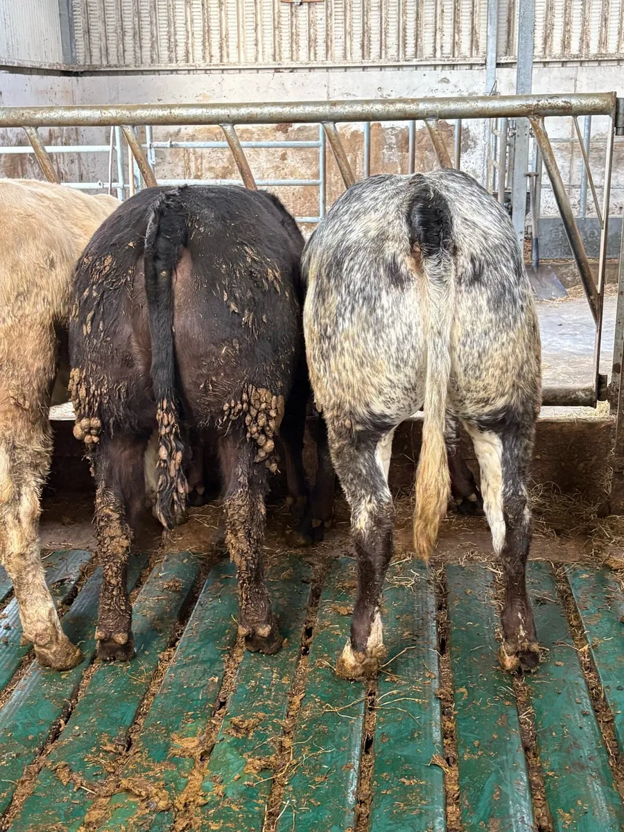Heifer weanlings - Image 2