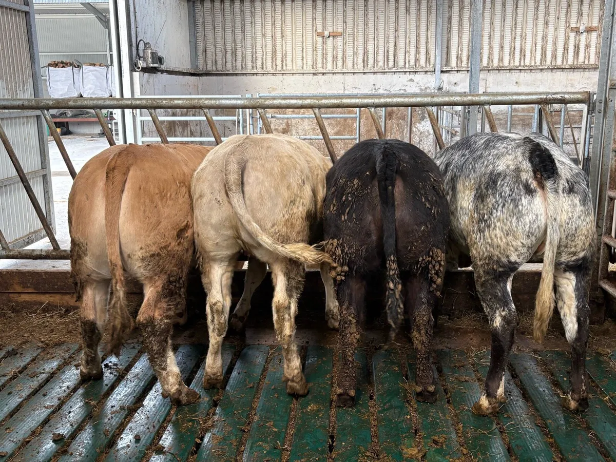 Heifer weanlings - Image 3