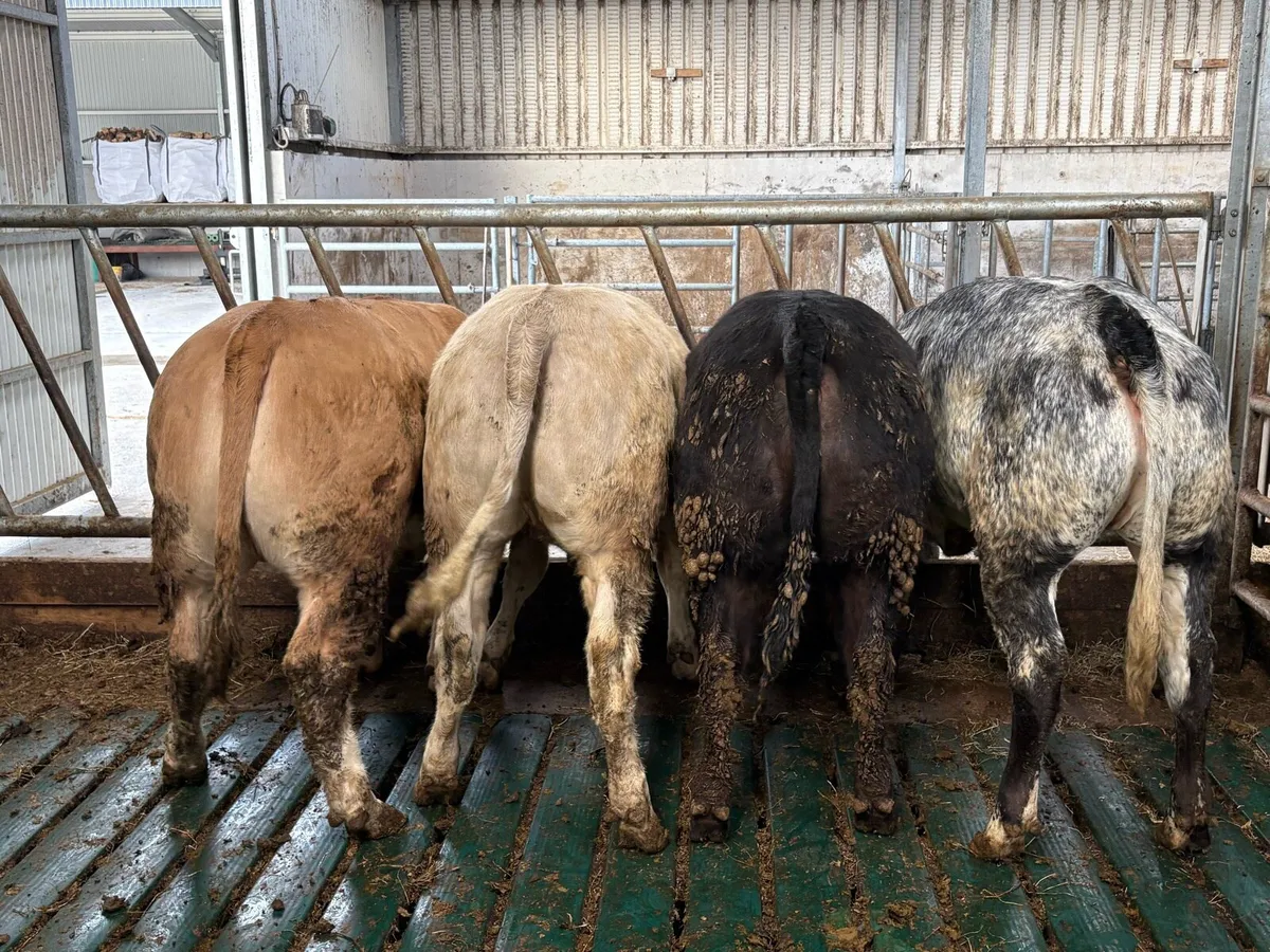 Heifer weanlings - Image 4