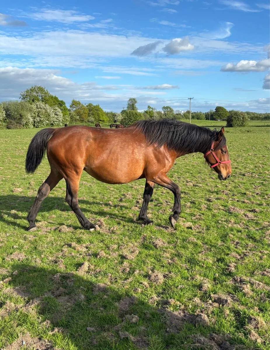 ISH Broodmare due in June - Image 2