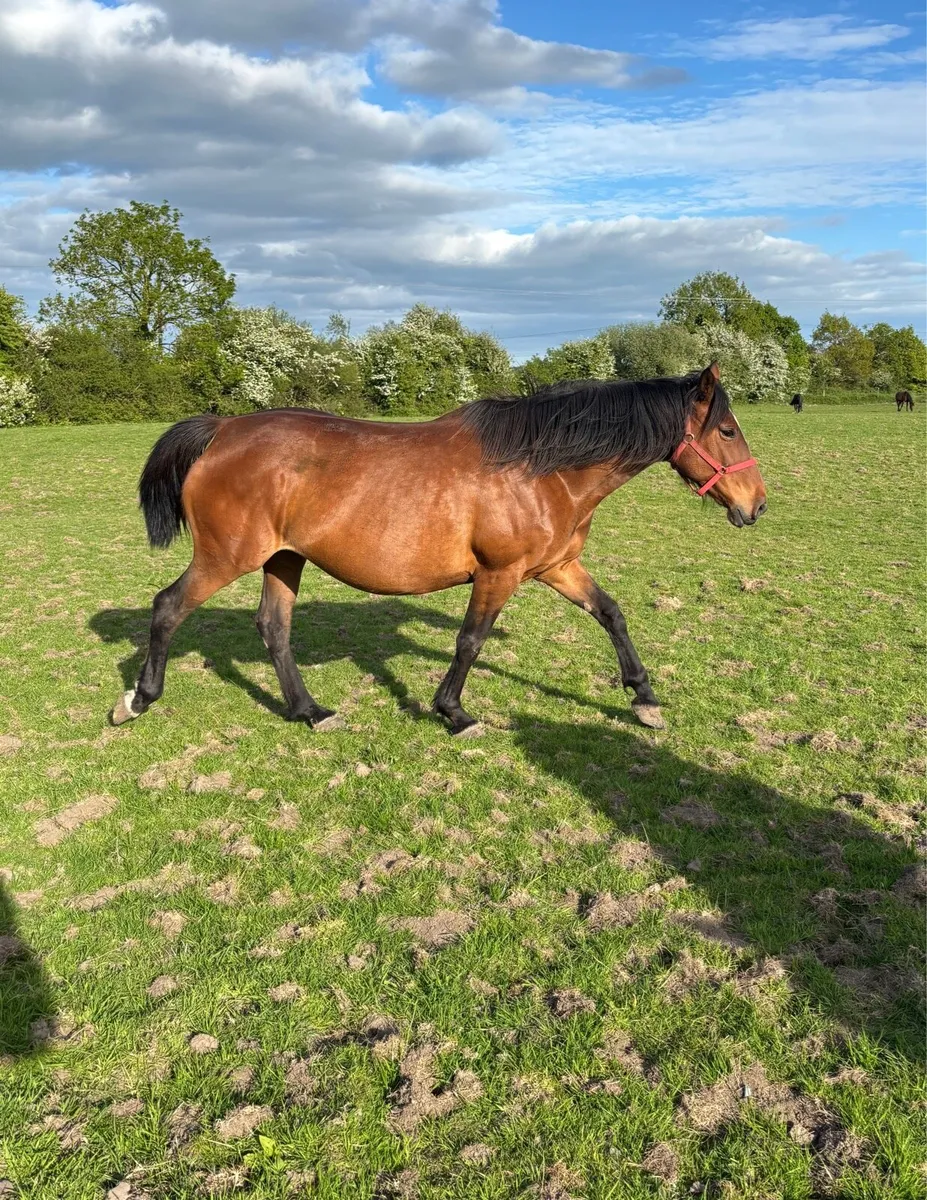 ISH Broodmare due in June - Image 1