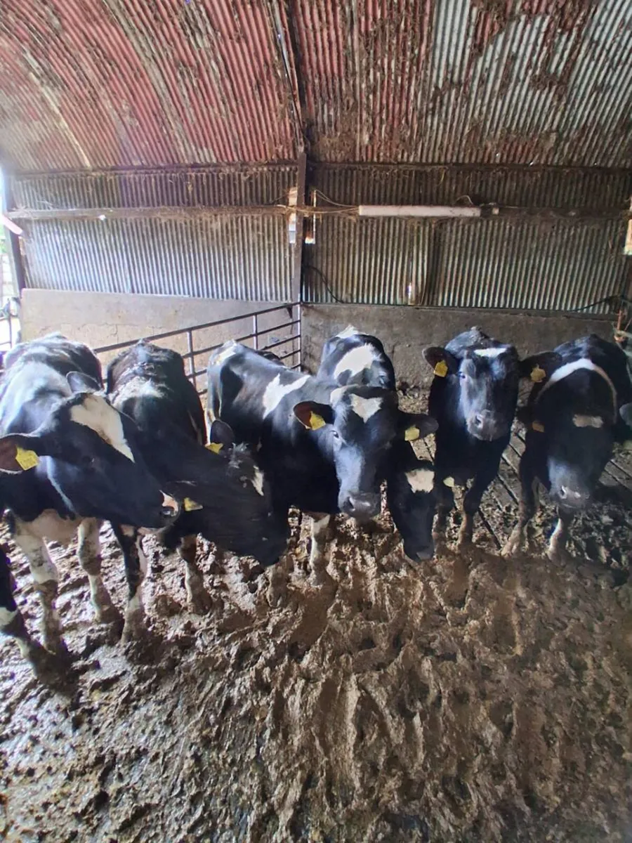 Bullocks - Image 1