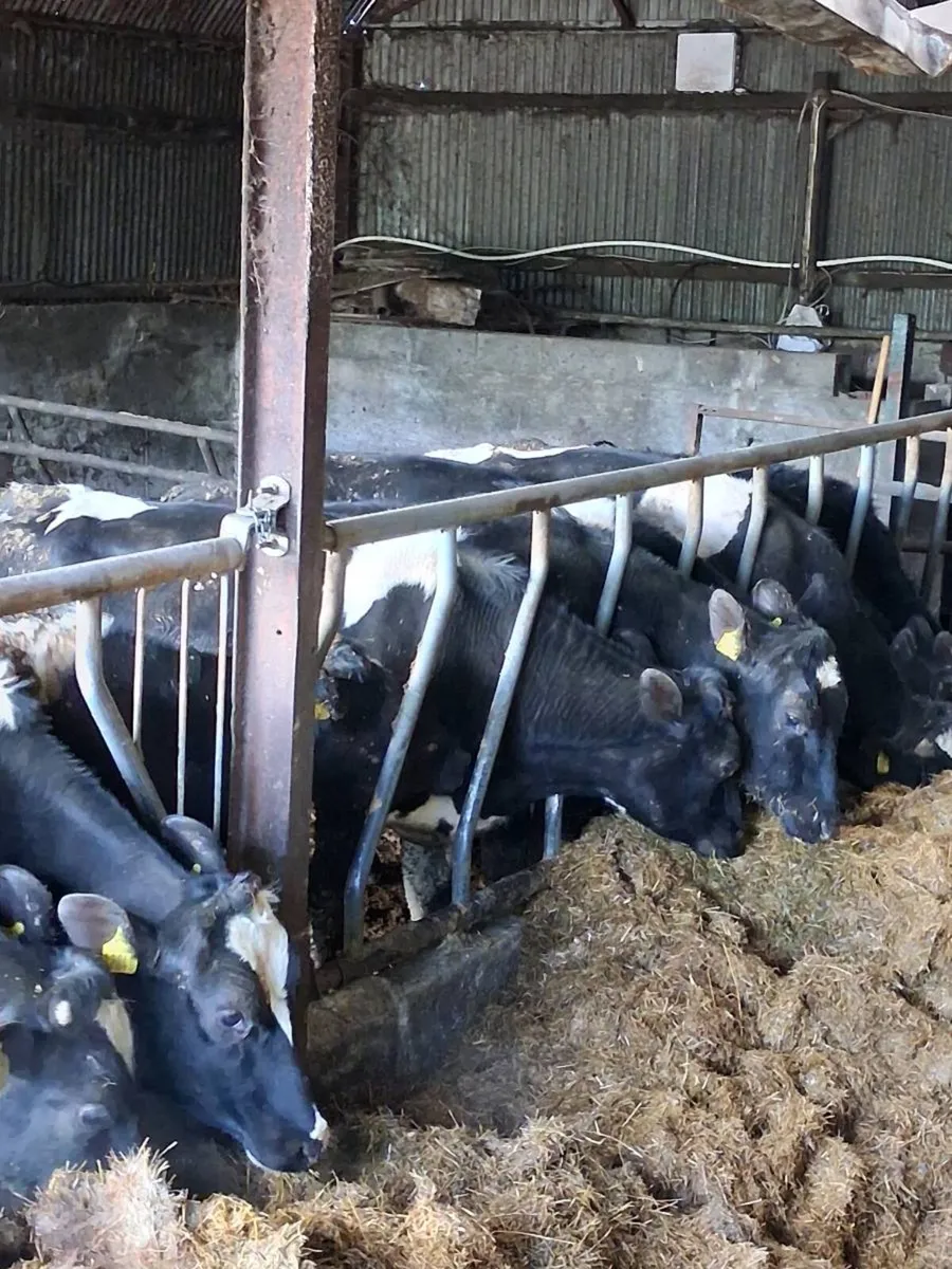 Bullocks - Image 2