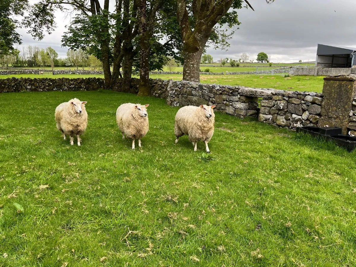 PB Registered Galway Ewe Hoggets - Double 5 Stars - Image 4