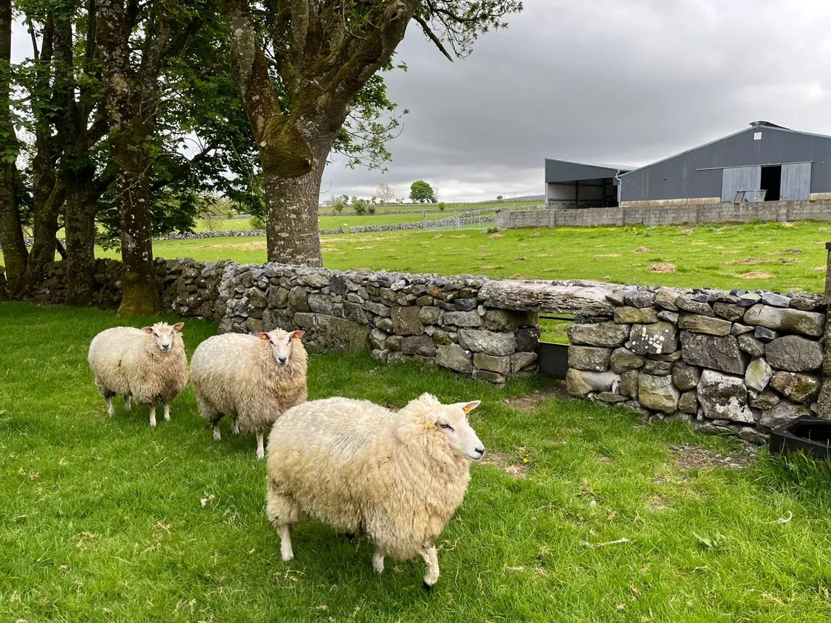 PB Registered Galway Ewe Hoggets - Double 5 Stars - Image 3
