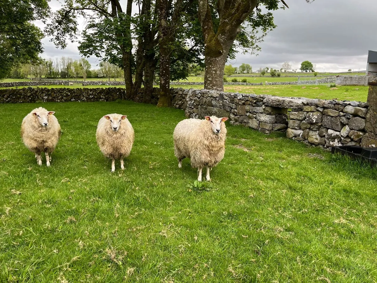 PB Registered Galway Ewe Hoggets - Double 5 Stars - Image 1