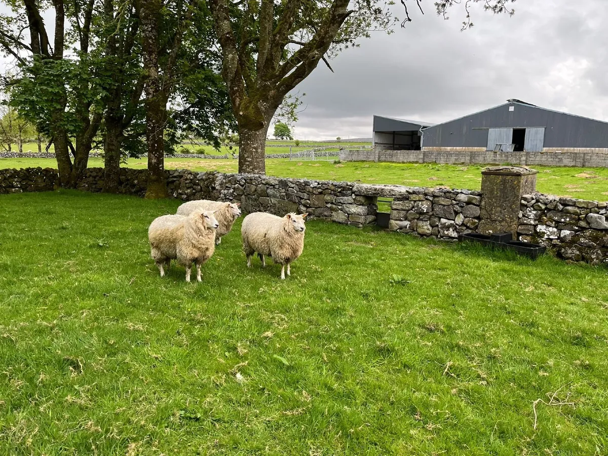PB Registered Galway Ewe Hoggets - Double 5 Stars - Image 2
