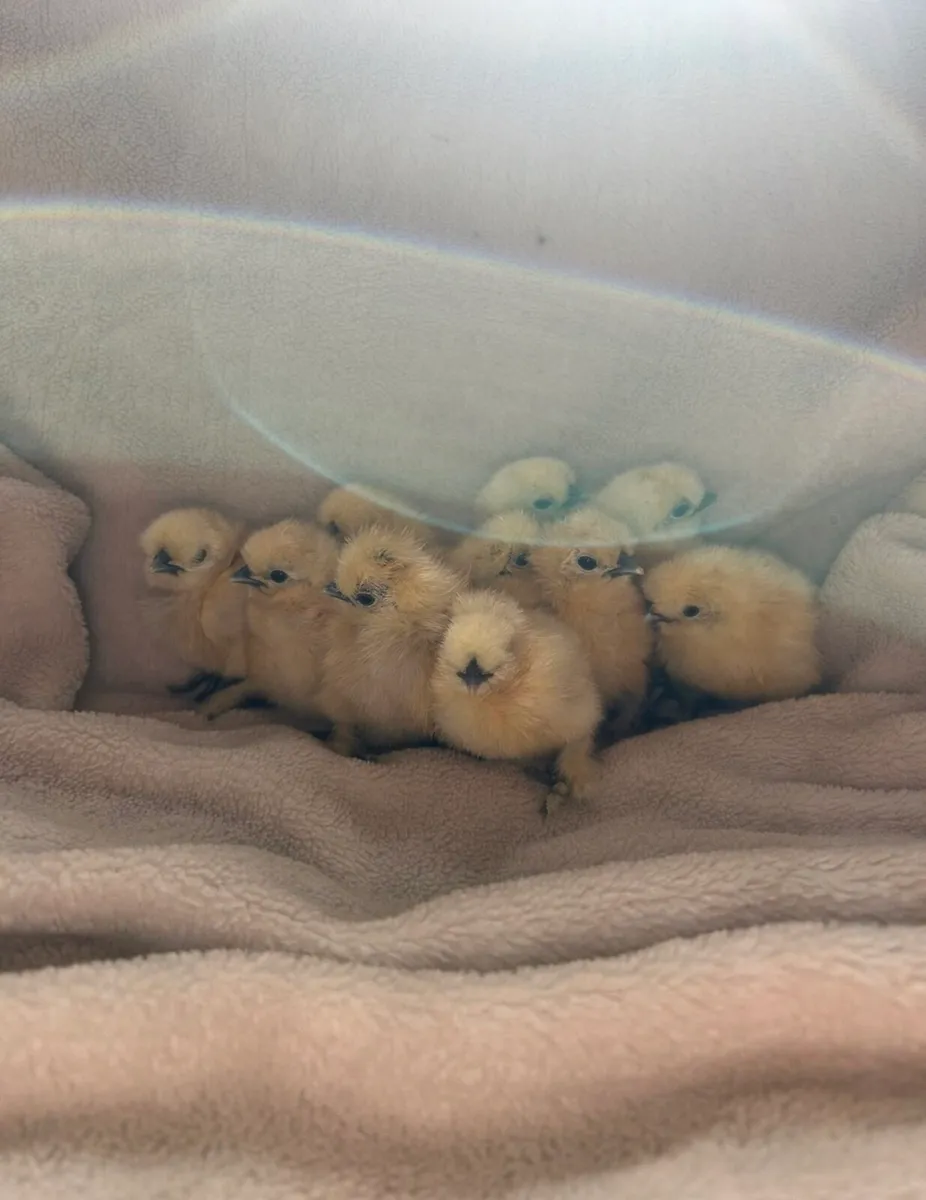 Pure bred Hatching eggs and chicks - Image 1