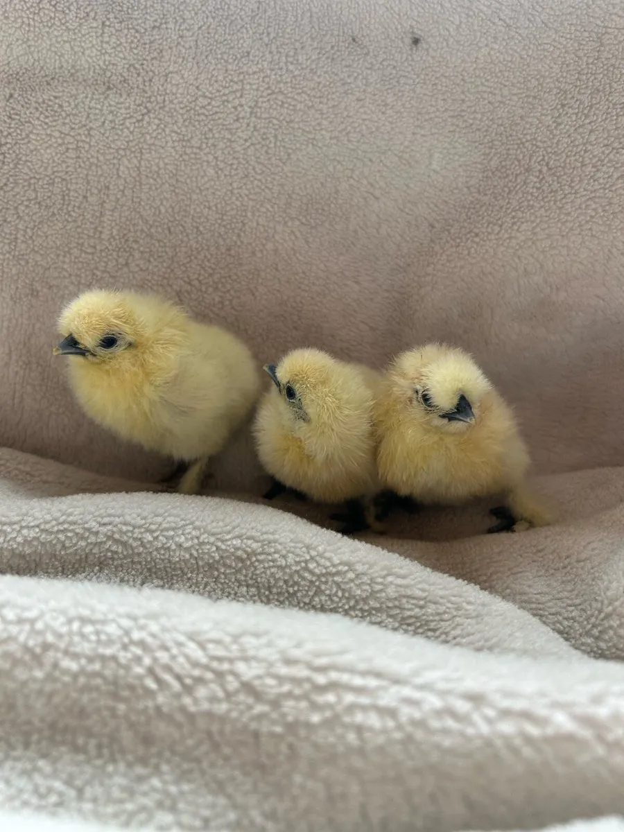 Pure bred Hatching eggs and chicks - Image 2