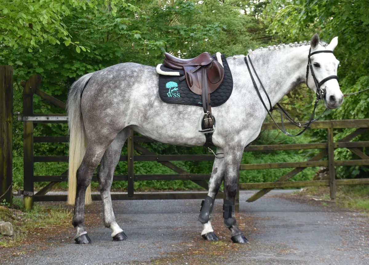 FABULOUS 5YO 153cm with shoes on - Image 1