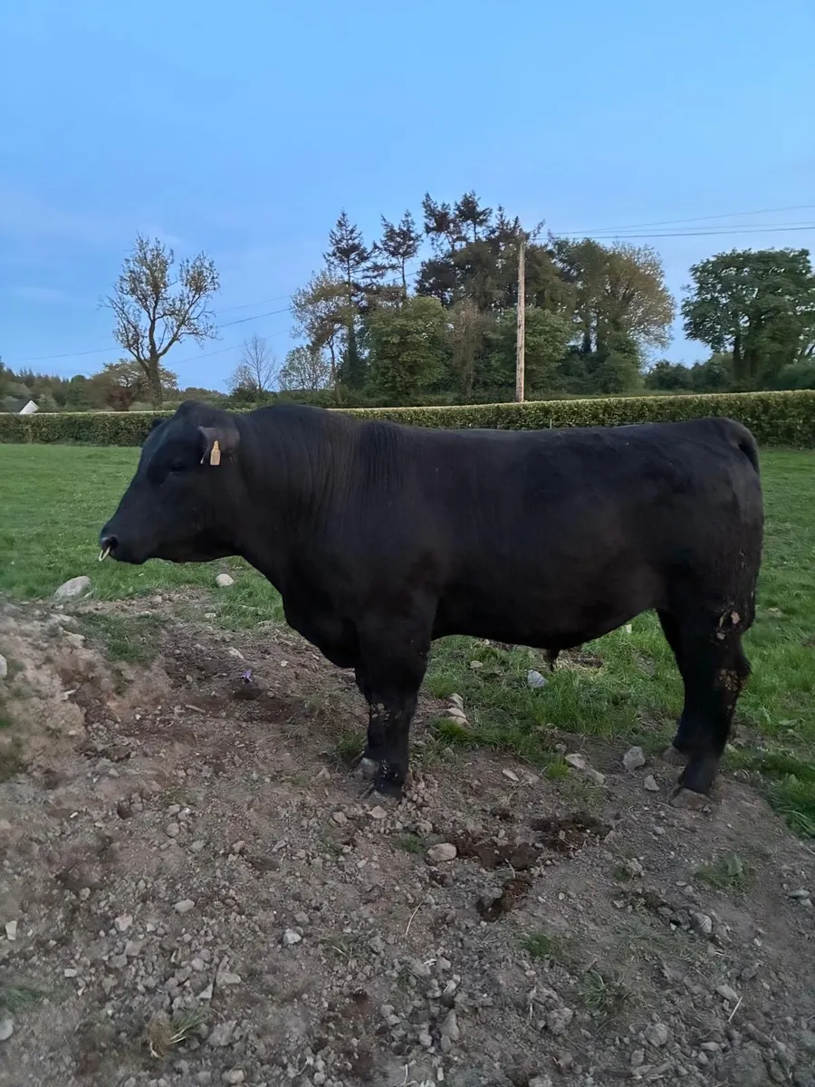 Pedigree Angus Bull Carnaross Mart Dairy Sale - Image 1