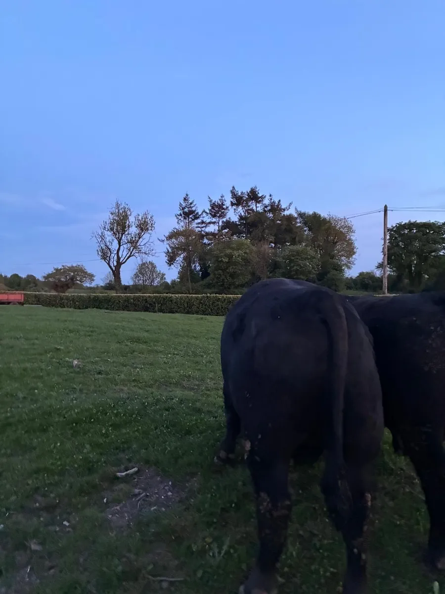 Pedigree Angus Bull Carnaross Mart Dairy Sale - Image 2