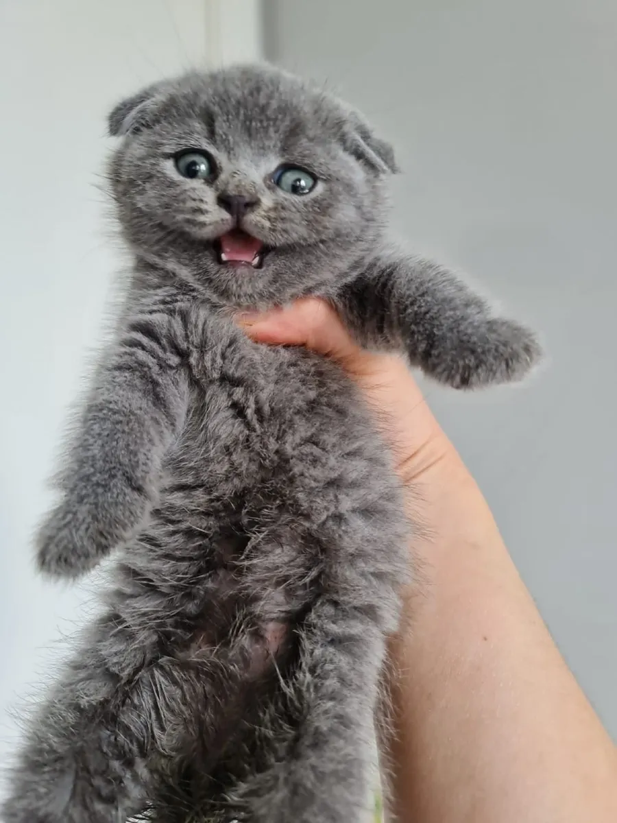 British and Scottish fold kittens - Image 2