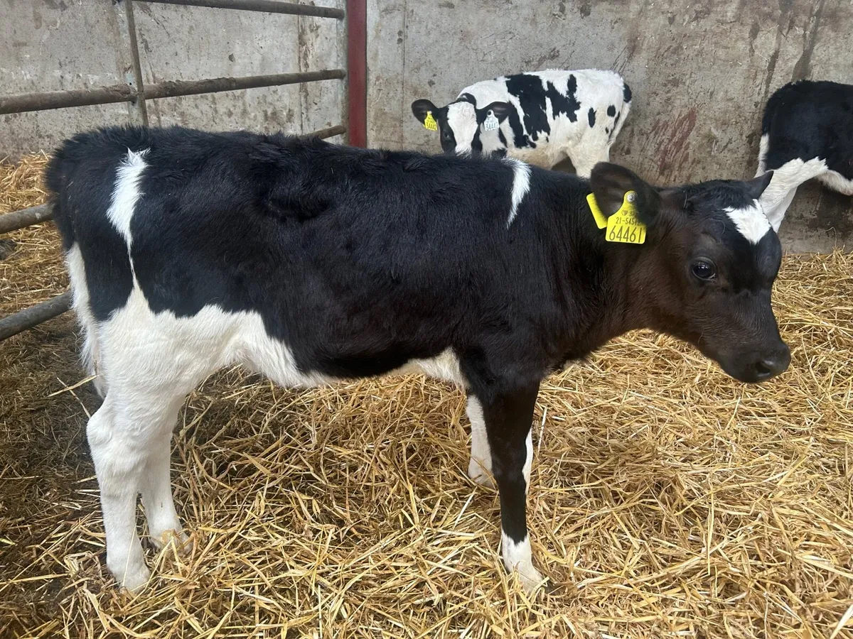 PBR Friesian Heifer Calves - Image 1
