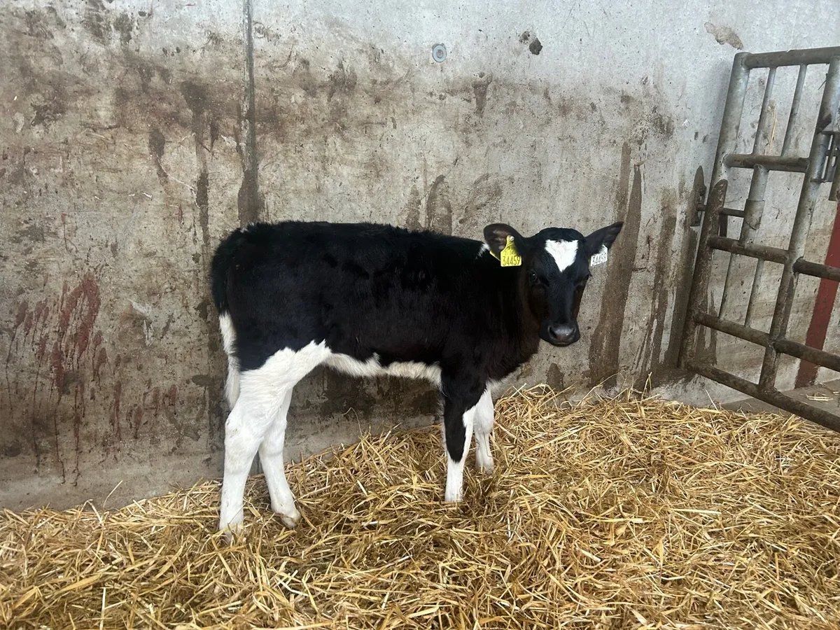 PBR Friesian Heifer Calves - Image 2