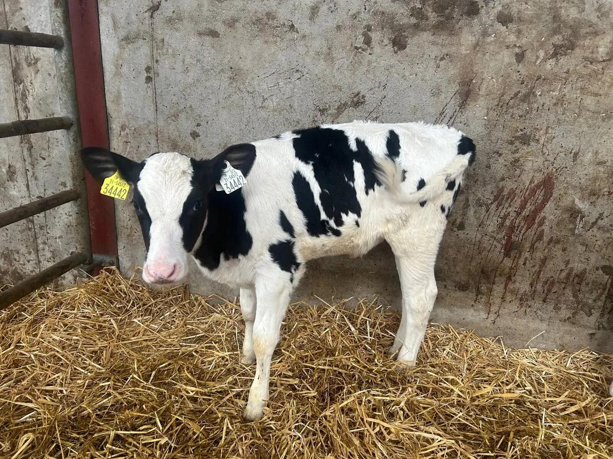 PBR Friesian Heifer Calves - Image 3