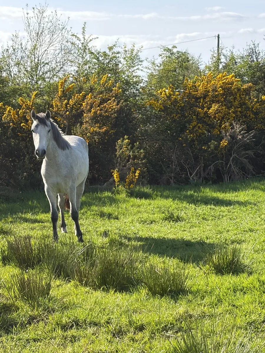 Two year old Connemara - Image 1