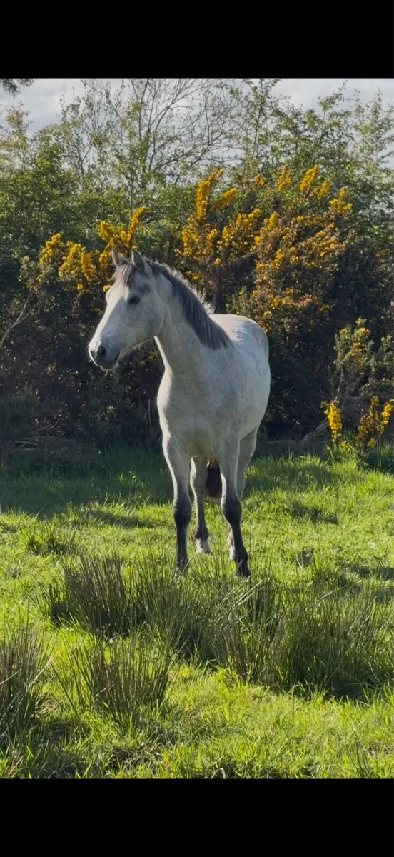Two year old Connemara - Image 2
