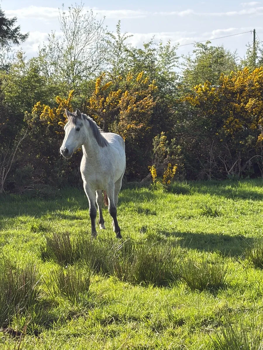 Two year old Connemara - Image 3