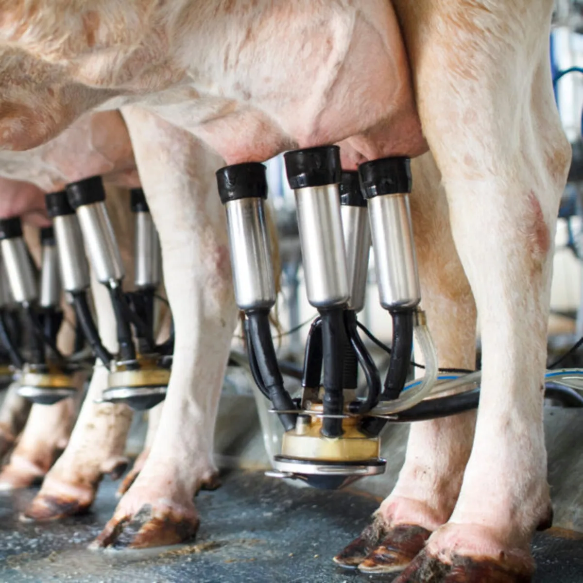 Relief Milker