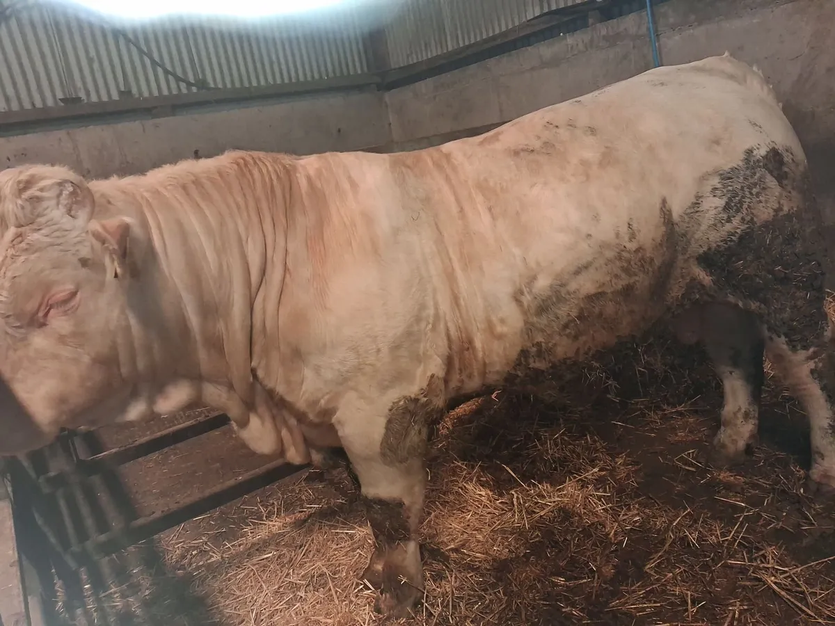 PBNR CHAROLAIS BULL - Image 2