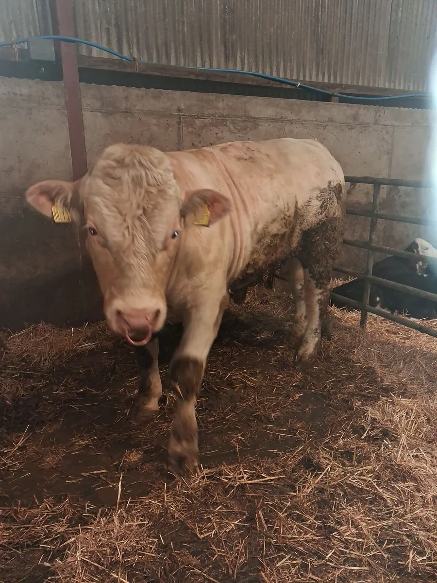 PBNR CHAROLAIS BULL - Image 3