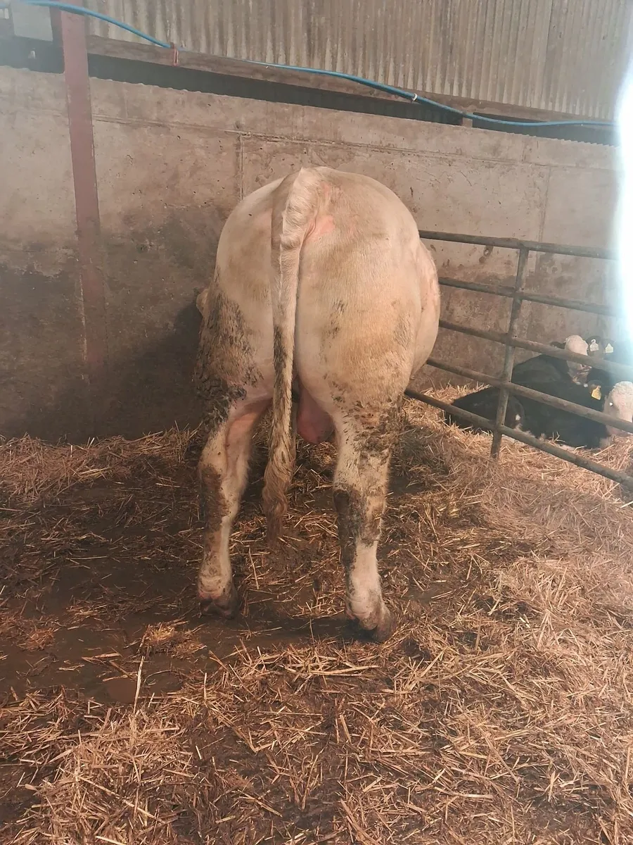 PBNR CHAROLAIS BULL - Image 4