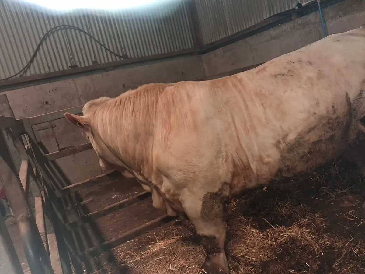 PBNR CHAROLAIS BULL - Image 1