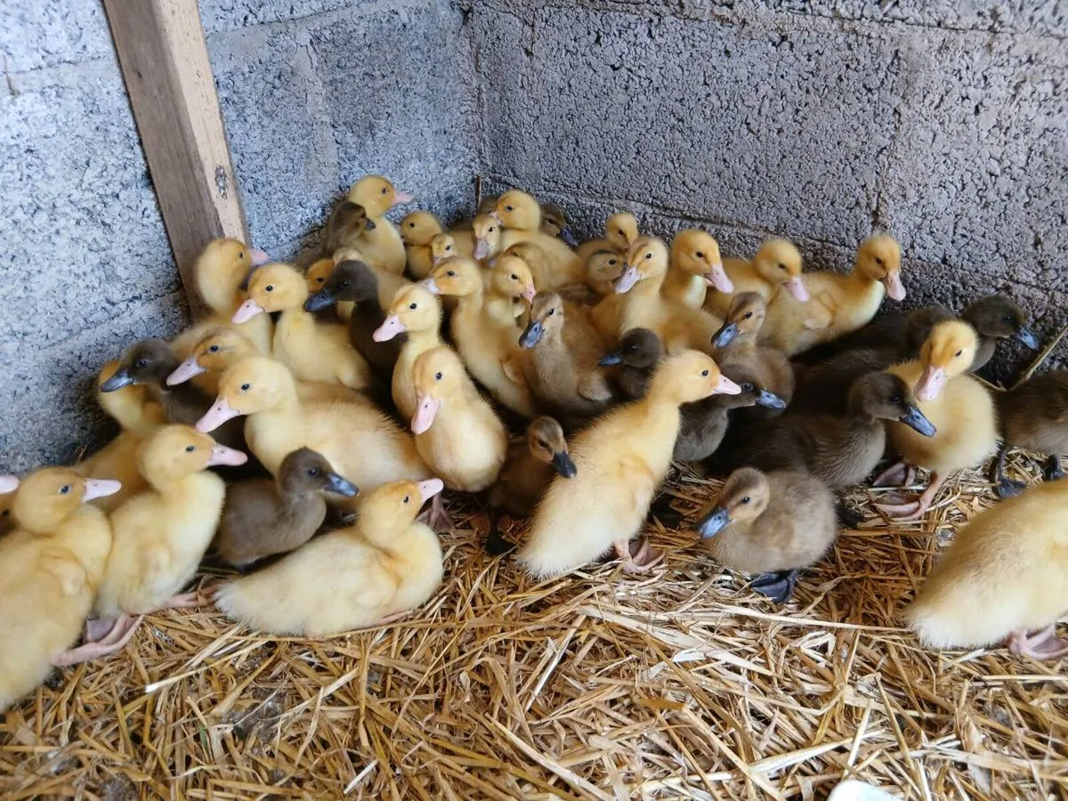 🐣DUCKS AYLESBURY KHAKI & SAXONY DUCKLINGS🐥 - Image 1