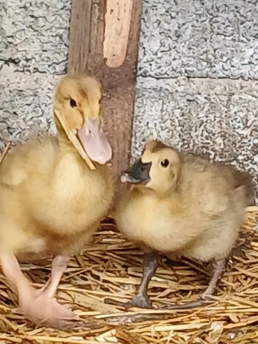 🐣DUCKS AYLESBURY KHAKI & SAXONY DUCKLINGS🐥 - Image 2