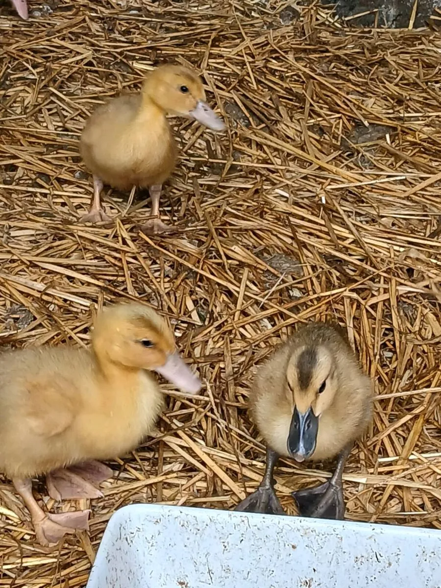 🐣DUCKS AYLESBURY KHAKI & SAXONY DUCKLINGS🐥 - Image 3