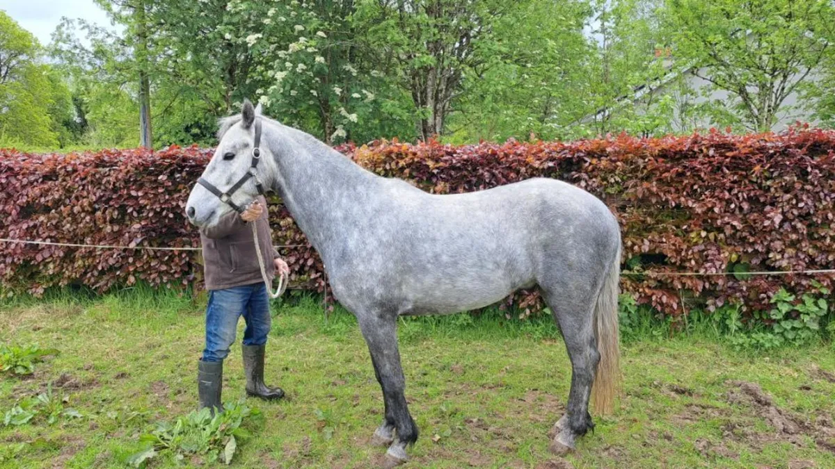 Connemara Pony - Lot 259 Sat 16th May Cliften Sale - Image 1
