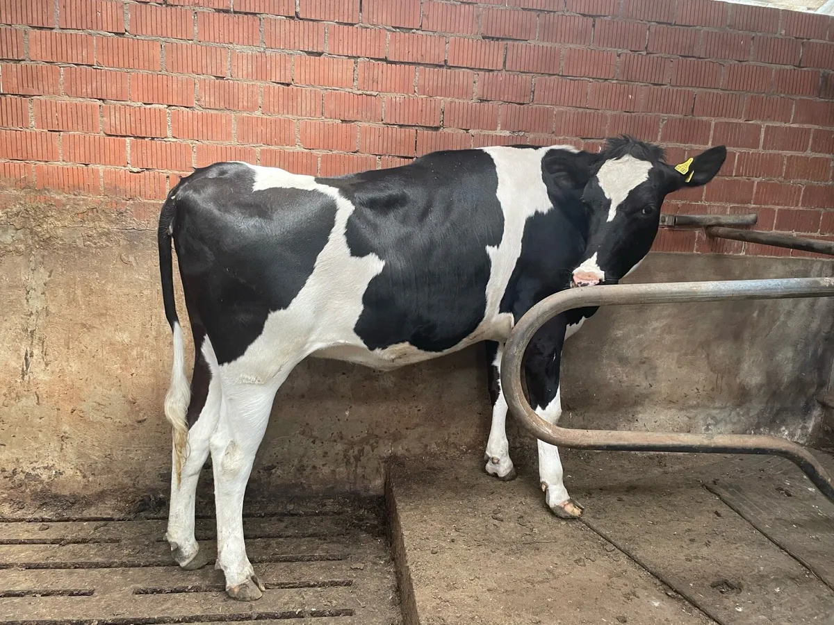 High production European autumn in calve heifers - Image 1