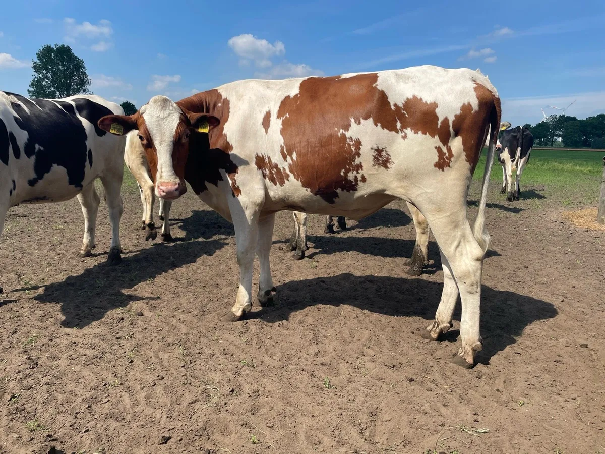 High production European autumn in calve heifers - Image 2