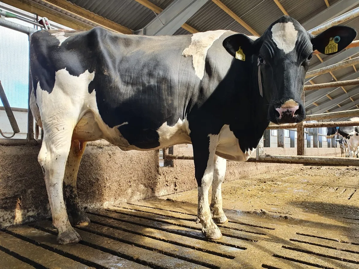 High production European autumn in calve heifers - Image 3